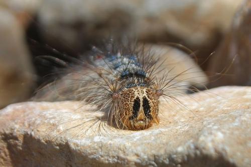 Lymantria dispar